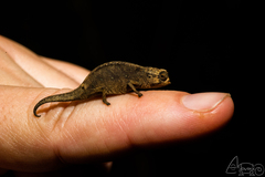 Peyrieras' Dwarf Leaf Chameleon photo 1