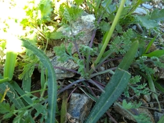Eschscholzia californica