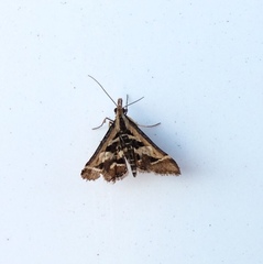Diasemia grammalis