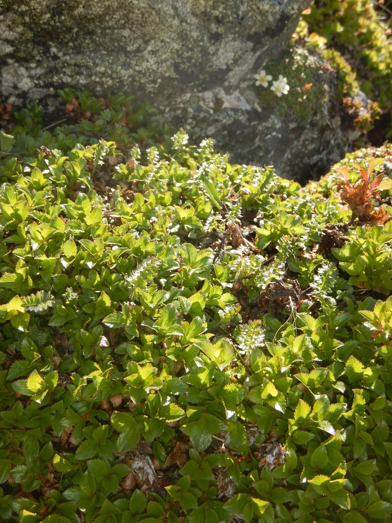 Salix tschuktschorum