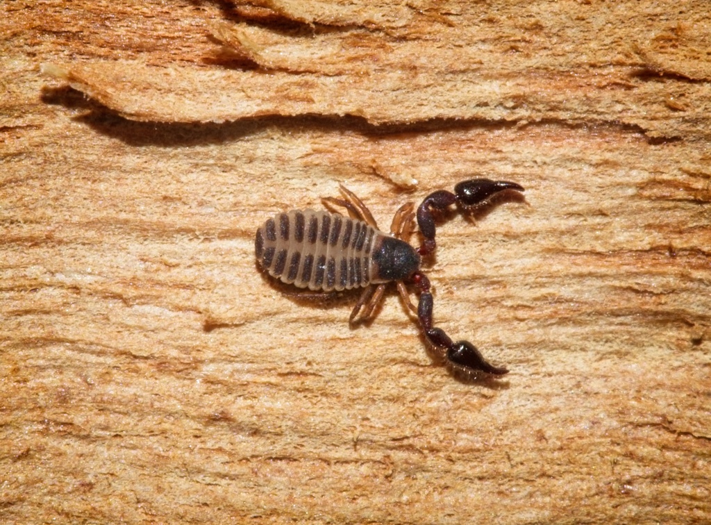 Paraustrochernes