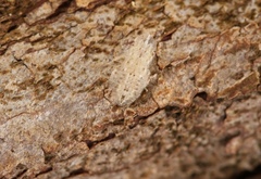 Ledromorpha