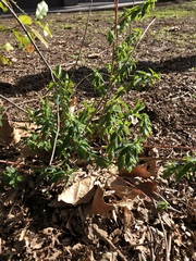 Euphorbia oblongata