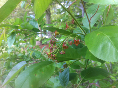 Amelanchier obovalis