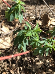 Euphorbia oblongata