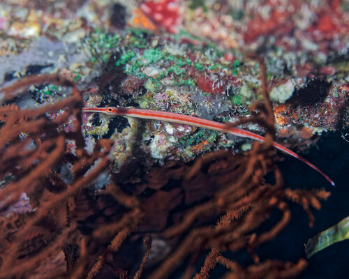 Redstripe pipefish (Dunckerocampus baldwini) — Syngnathidae — 2