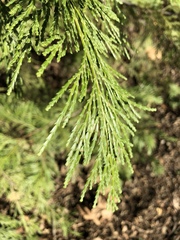 Tracheophyta