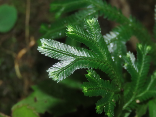 Selaginella doederleinii (Selaginella doederleinii)