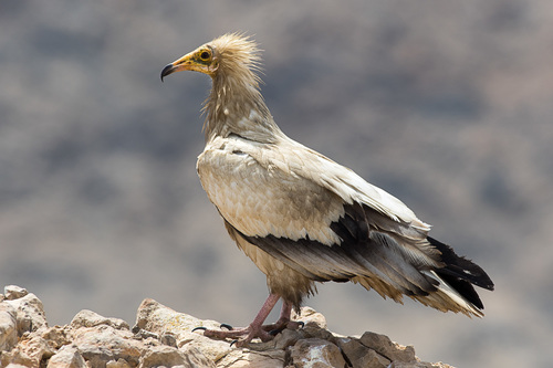 Egyptian Vulture