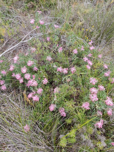 Image of Isopogon dubius by (c) Belinda Forbes, some rights reserved (CC BY)