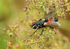 Cylindromyia brassicaria