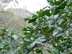 Ficus cotinifolia