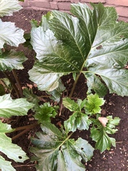 Acanthus mollis