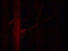 Pseudocheirus peregrinus