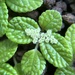 Pilea nummulariifolia - Photo (c) Tara Severns, algunos derechos reservados (CC BY), subido por Tara Severns