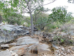 Ficus cotinifolia