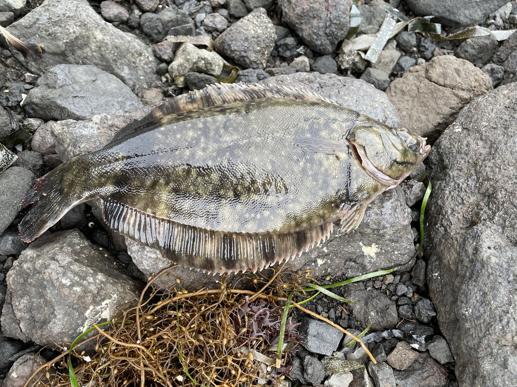 Cresthead Flounder from Kuril'skiy rayon, Sakhalin, Russia on August 16