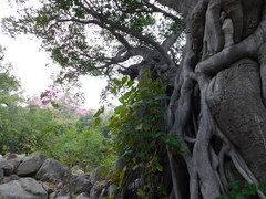 Ficus pertusa