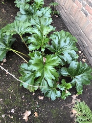 Acanthus mollis