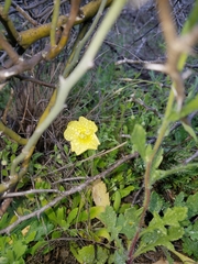 Oenothera hartwegii