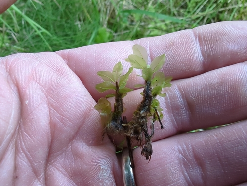 Image of Rhizomnium magnifolium by (c) Matt Muir, some rights reserved (CC BY)