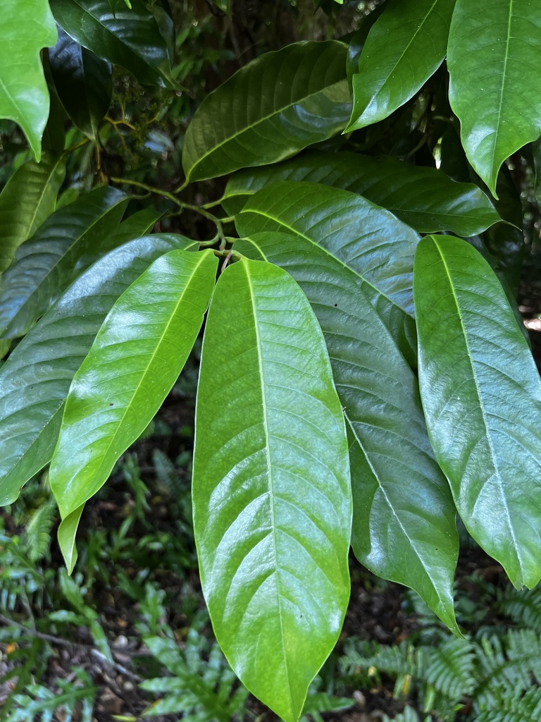 Horsfieldia palauensis