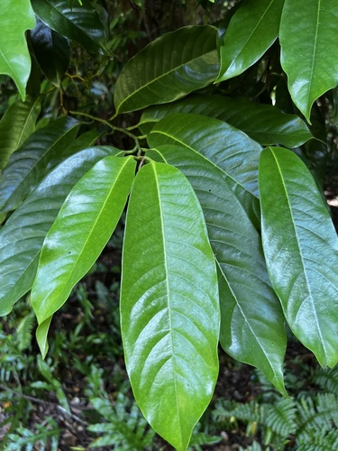 Horsfieldia palauensis