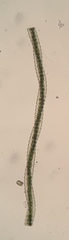 Desmidium