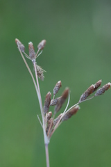 Fimbristylis castanea
