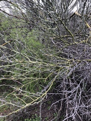 Parkinsonia texana