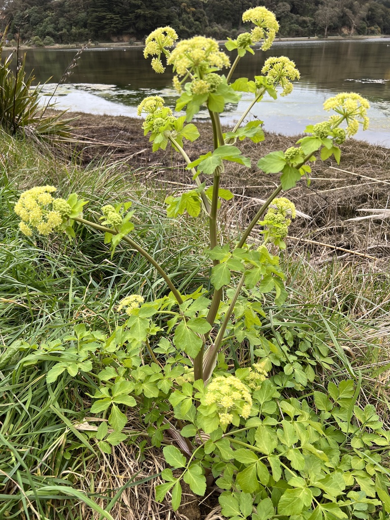 Smyrnium olusatrum — a medium houseplant, prefers full sun light
