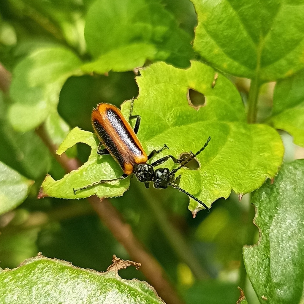 Lytta limbata