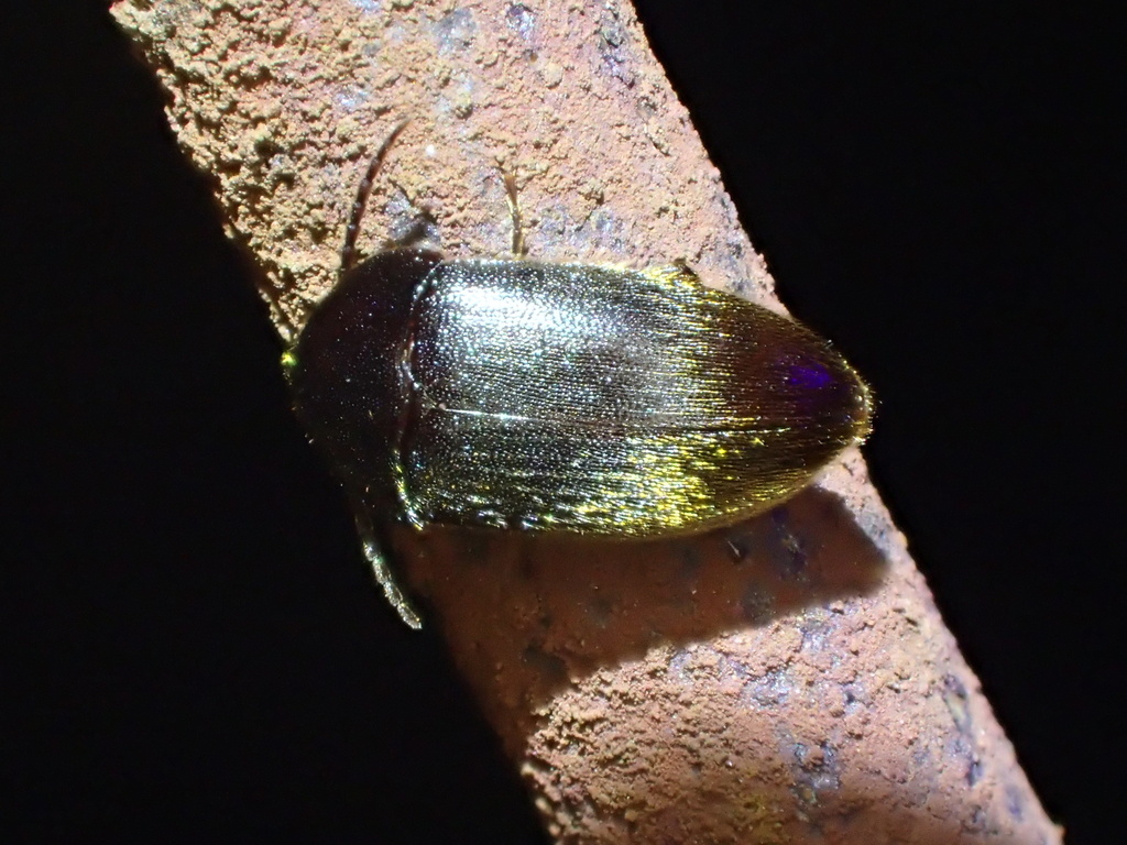 Menoeceus texanus