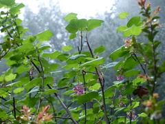 Ribes sanguineum glutinosum