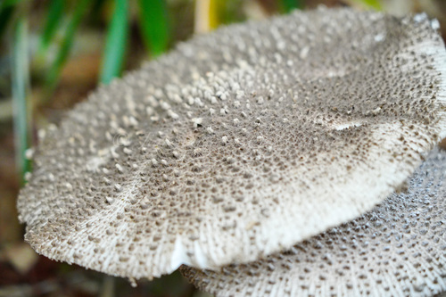 Amanita sinensis