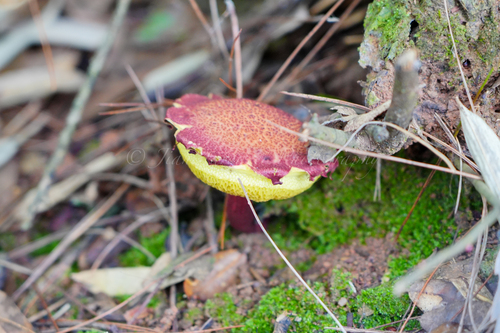 Boletellus Aurocontextus · INaturalist