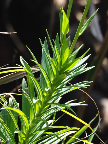 Lilium longiflorum
