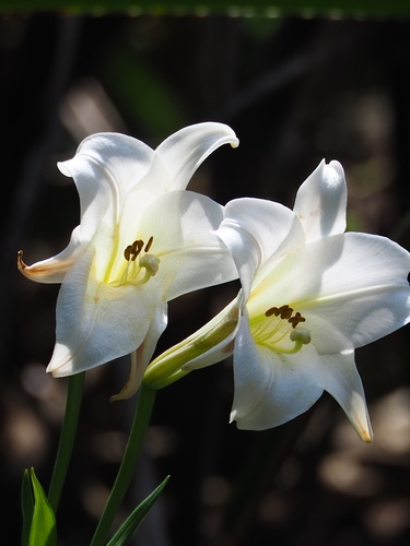 Lilium longiflorum