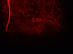 Pseudocheirus peregrinus