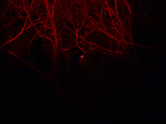 Pseudocheirus peregrinus