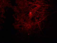 Pseudocheirus peregrinus