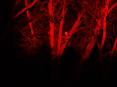 Pseudocheirus peregrinus