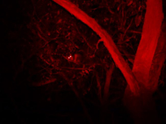 Pseudocheirus peregrinus