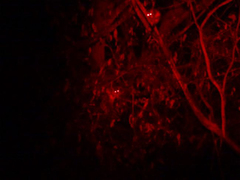 Pseudocheirus peregrinus