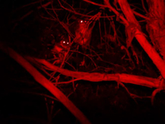 Pseudocheirus peregrinus