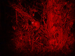 Pseudocheirus peregrinus