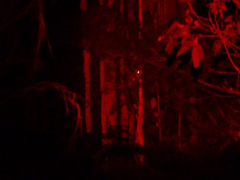 Pseudocheirus peregrinus