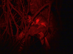 Pseudocheirus peregrinus