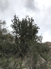 Juniperus coahuilensis