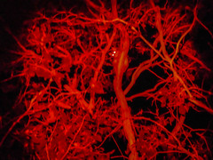 Pseudocheirus peregrinus